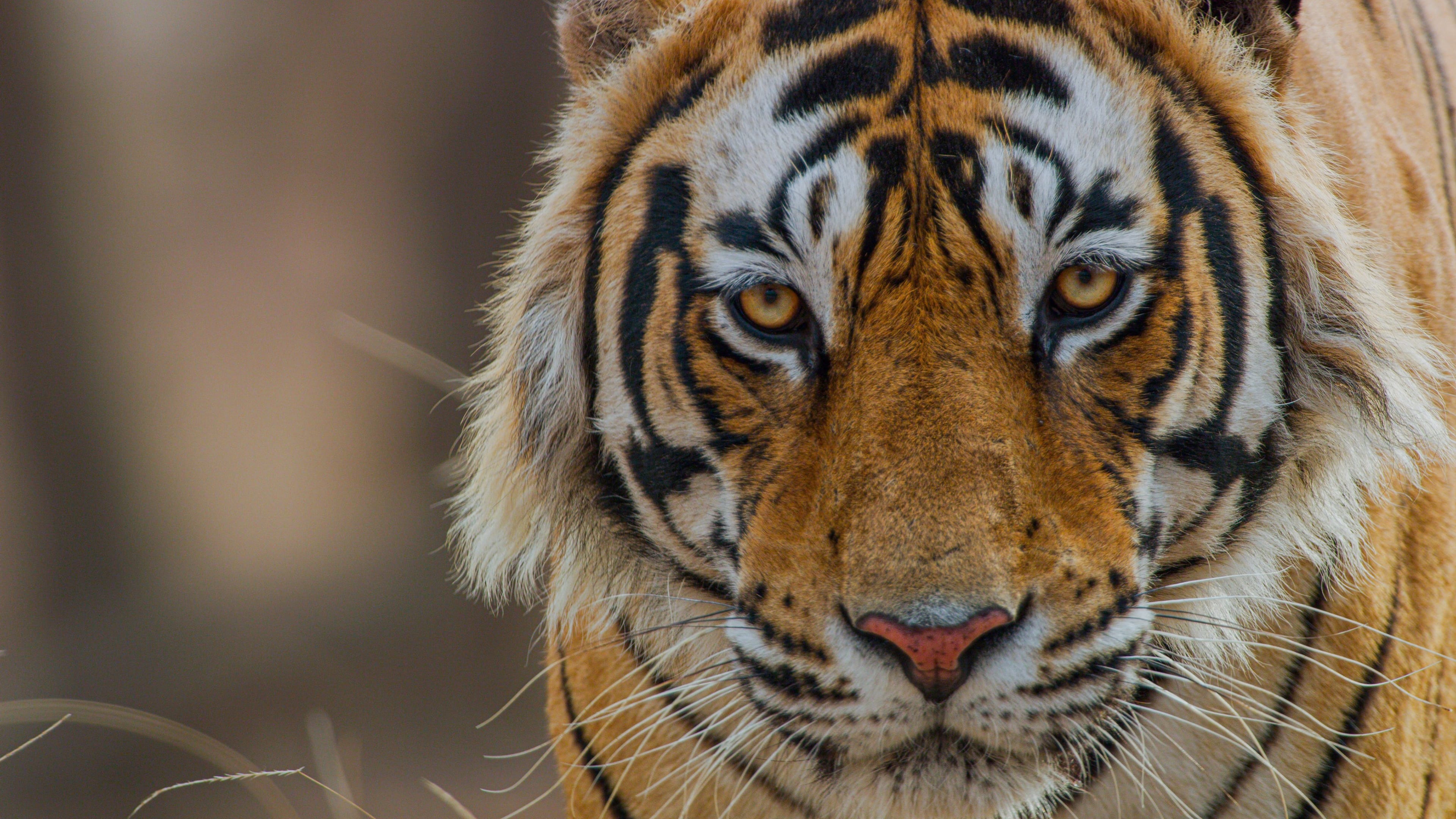 دانلود فیلم ببر Tiger 2024
